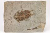 Two Overlapping Foulonia Trilobites With Cephalopod - Morocco #206438-1